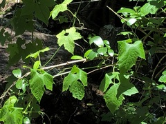 Trichosanthes subvelutina