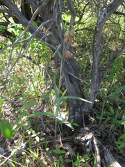 Fritillaria micrantha