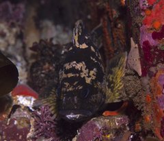 Sebastes chrysomelas