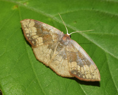 Epicosymbia nitidata