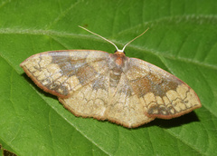 Epicosymbia nitidata