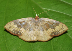 Epicosymbia nitidata