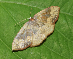 Epicosymbia nitidata