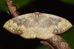 Epicosymbia nitidata