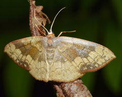 Epicosymbia nitidata