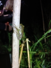 Kurixalus verrucosus