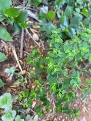 Euphorbia