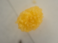 Podabrus conspiratus