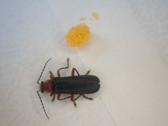 Podabrus conspiratus