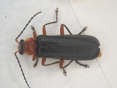 Podabrus conspiratus