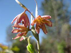 Fritillaria micrantha