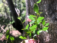 Planchonella cotinifolia