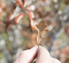 Quercus × harbisonii