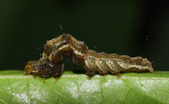 Hypena disclusalis