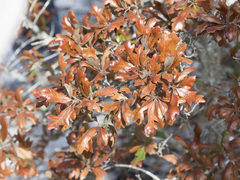 Quercus × harbisonii