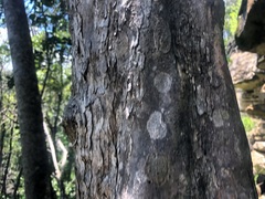 Planchonella cotinifolia