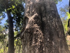 Planchonella cotinifolia