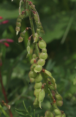 Hedysarum theinum