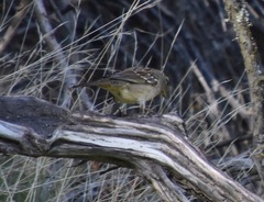 Zonotrichia atricapilla
