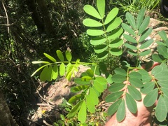 Senna gaudichaudii