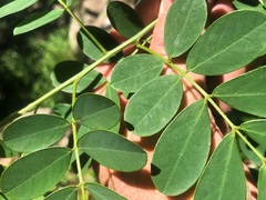 Senna gaudichaudii