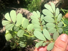 Senna gaudichaudii