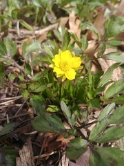 Ranunculus fascicularis