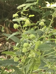 Hyptis capitata