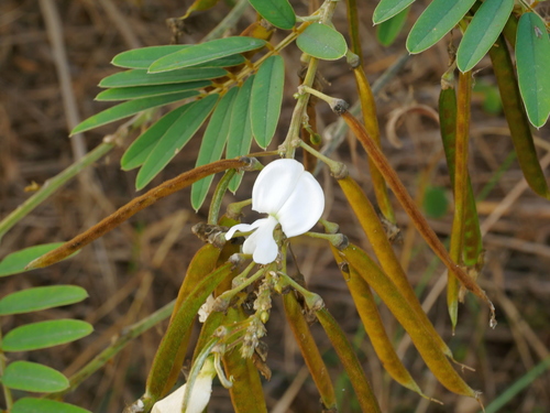 Image of Tephrosia candida by (c) Jacy Chen, some rights reserved (CC BY)