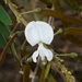 Tephrosia candida - Photo (c) Jacy Chen,  זכויות יוצרים חלקיות (CC BY), הועלה על ידי Jacy Chen