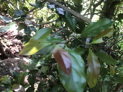 Cryptocarya bidwillii