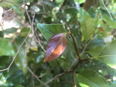 Cryptocarya bidwillii