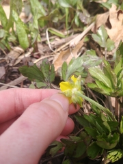 Ranunculus fascicularis