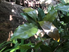 Cryptocarya bidwillii