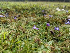 Mazus pumilio