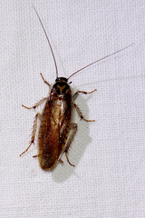 Johnrehnia solida