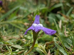 Mazus pumilio