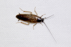 Johnrehnia solida