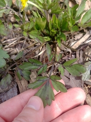 Ranunculus fascicularis