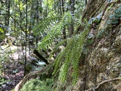 Phlegmariurus phlegmaria