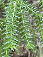 Phlegmariurus phlegmaria