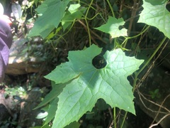 Trichosanthes subvelutina