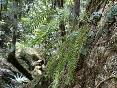 Phlegmariurus phlegmaria