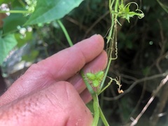 Trichosanthes subvelutina