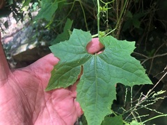 Trichosanthes subvelutina