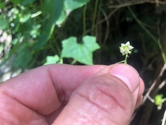 Trichosanthes subvelutina