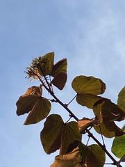 Phanera aureifolia