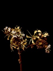 Phanera aureifolia