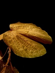 Phanera aureifolia