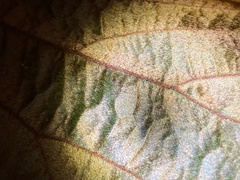 Phanera aureifolia